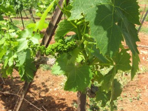 Galilee Vinyard during Culinary Tour